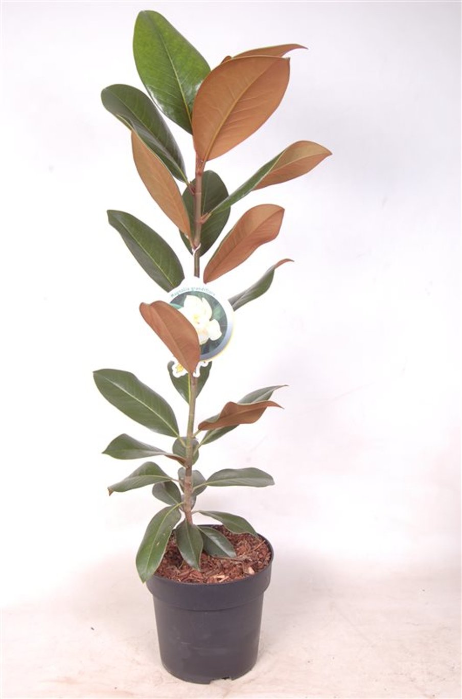 Magnolia grandiflora - C5 60-80 CM